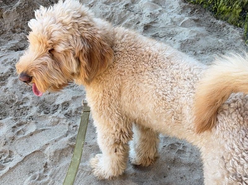 Goldendoodle 3 years 6 months old male large named Dyl for breeding in Stanislaus County, California | Petmeetly