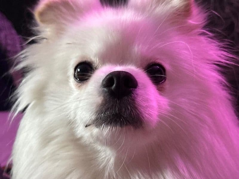 Pomeranian 3 years old female small named Bella for breeding in Inverclyde, Scotland | Petmeetly