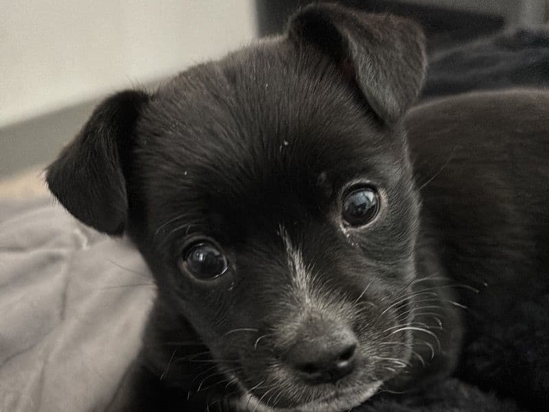 Chihuahua 2 months old female small named Darla for adoption in Tarrant County, Texas | Petmeetly