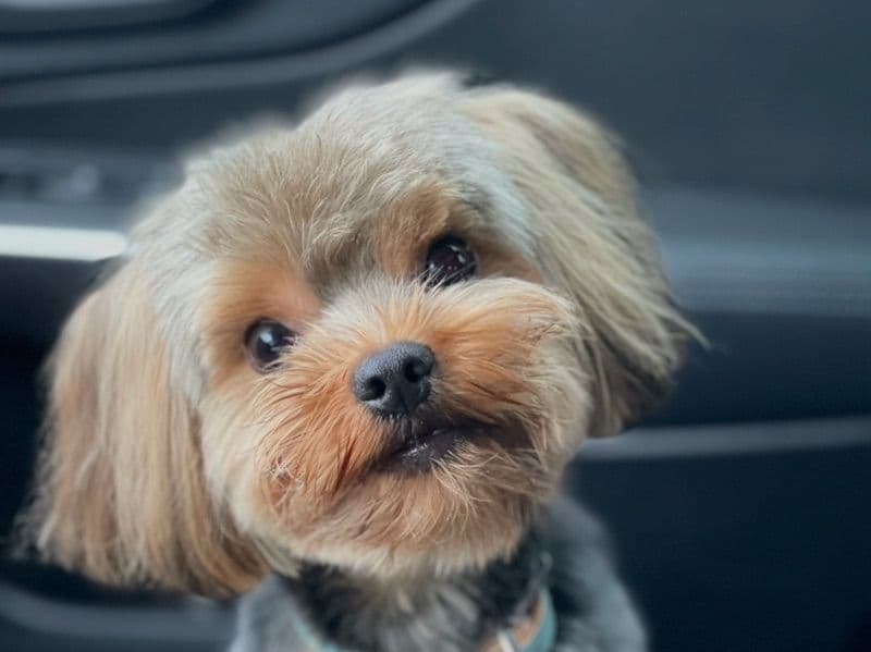 Yorkshire Terrier 4 years old male small named Bentley for breeding in Orange County, Florida | Petmeetly