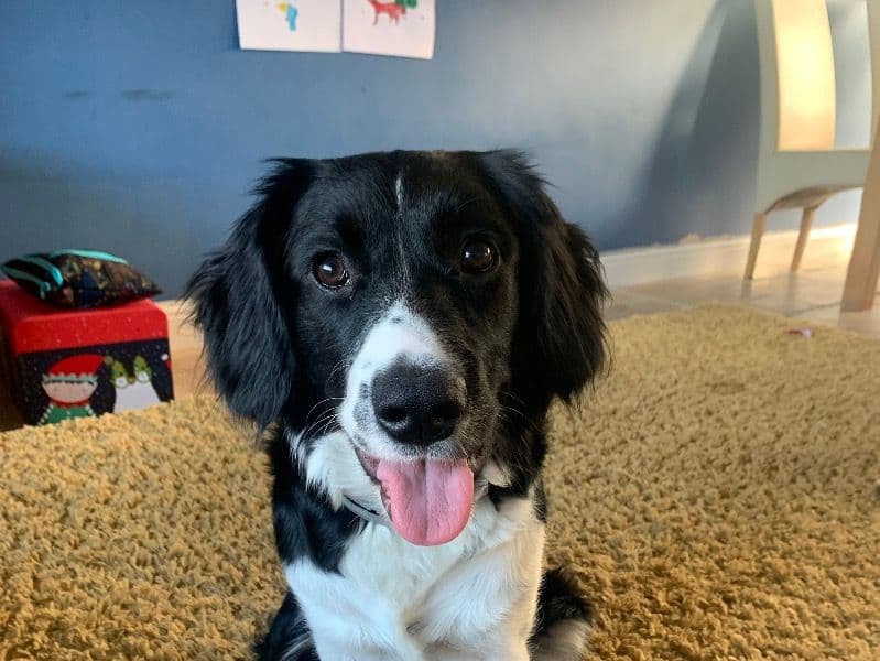 Border Collie 3 years 6 months old male medium named Woody for breeding in Greater Manchester, England | Petmeetly