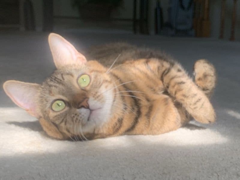 Domestic Shorthair 3 years 7 months old female named Sweetie for adoption in St. Charles County, Missouri | Petmeetly