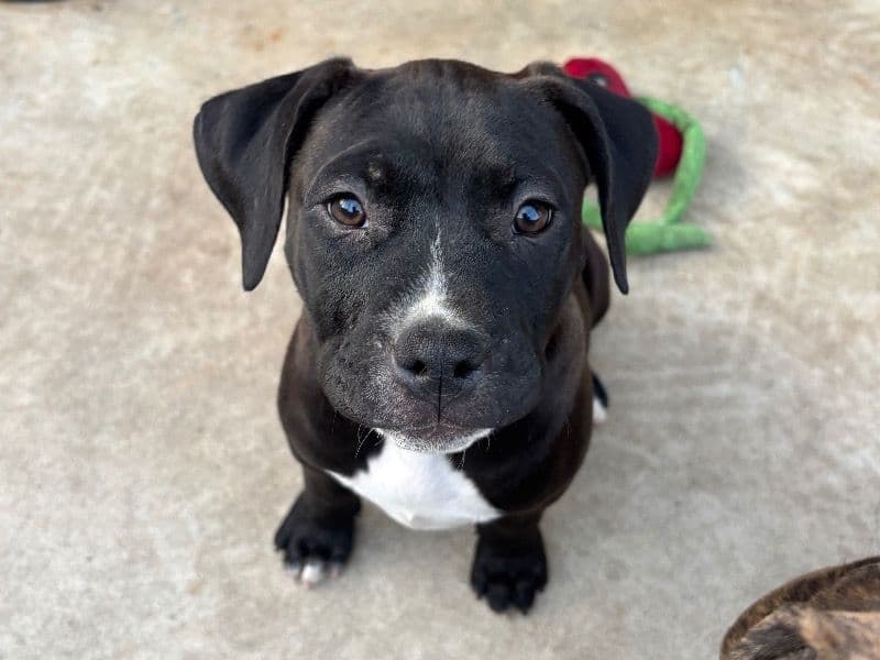American PitBull Terrier 3 months old female small named No Name for sale in Los Angeles County, California | Petmeetly