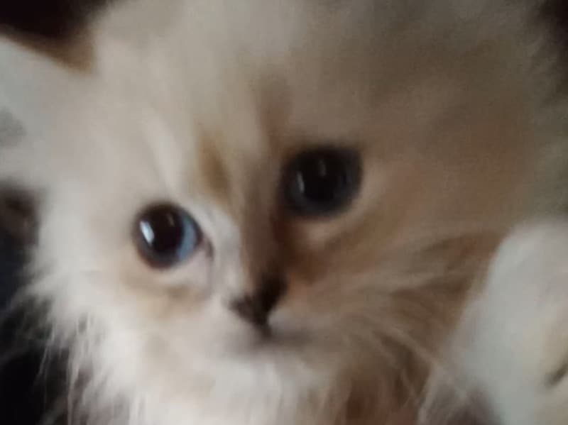 Persian 3 months old female named Snowie for sale in Orleans Parish, Louisiana | Petmeetly
