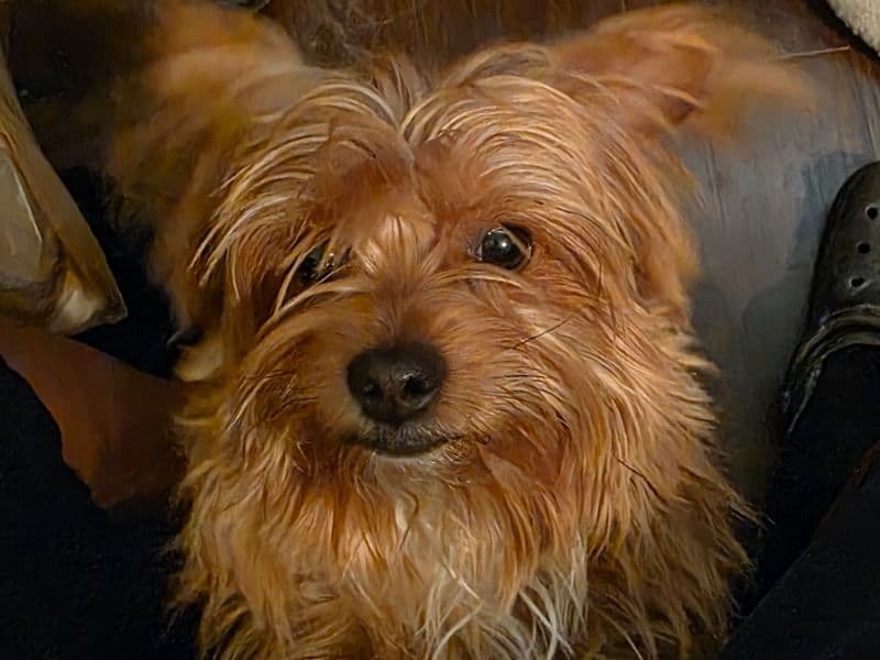 Yorkie Russell 5 years 1 month old male medium named Chuie for breeding in Harris County, Texas | Petmeetly