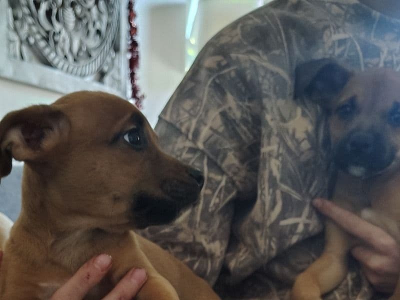 Catahoula Leopard Dog 3 months old male small named Max And Jax for sale in Sarasota County, Florida | Petmeetly