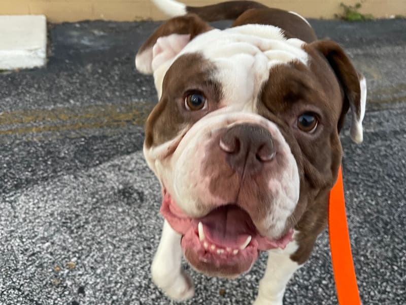 Shiloh Pierre Tails primary photo