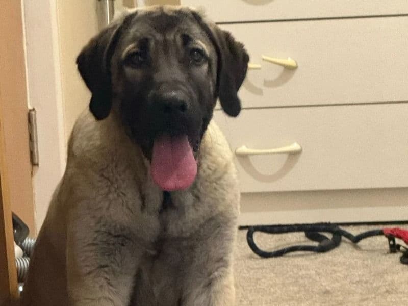 Kangal Dog 10 months old female large named Simba for sale in Nottingham, England | Petmeetly
