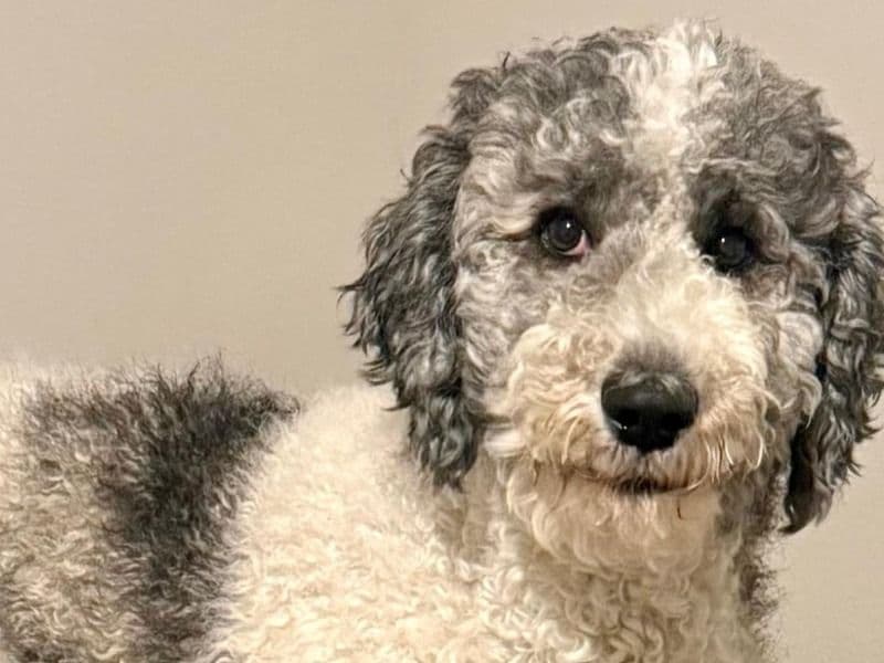 Standard Poodle 2 years 2 months old male large named Zuzu for breeding in Collin County, Texas | Petmeetly