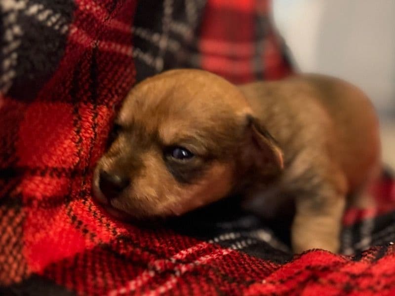 Yorkipoo 1 month old male small named Redd for sale in Philadelphia County, Pennsylvania | Petmeetly