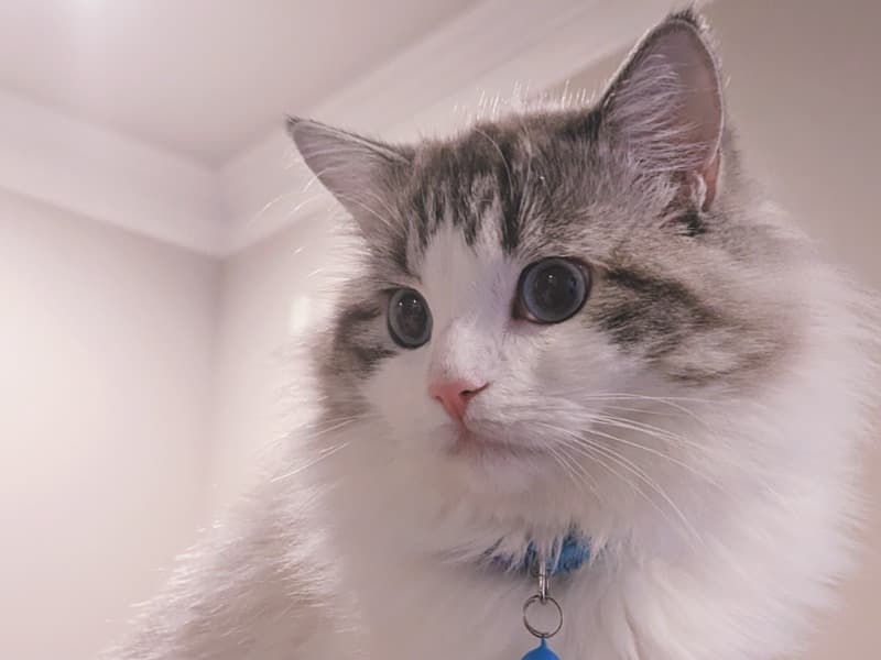 Mochi primary photo