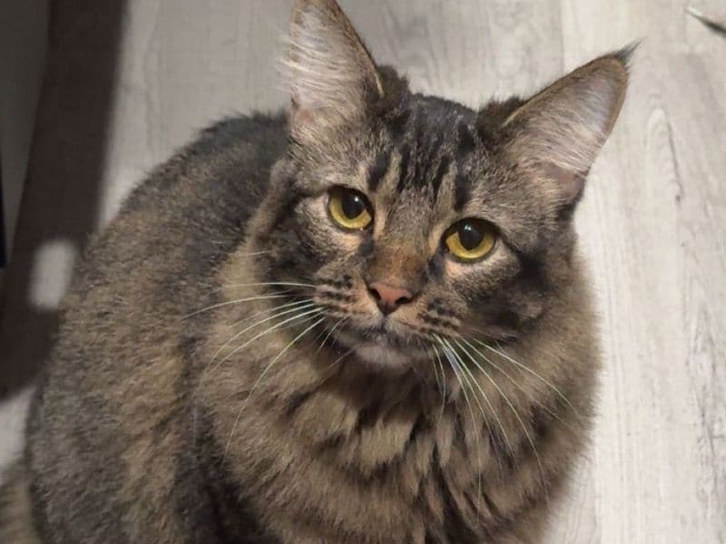 Domestic Longhair 2 years 3 months old female named Hazel for adoption in Aiken County, South Carolina | Petmeetly