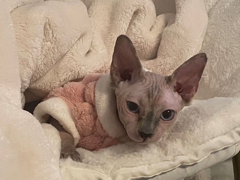 Peaches primary photo