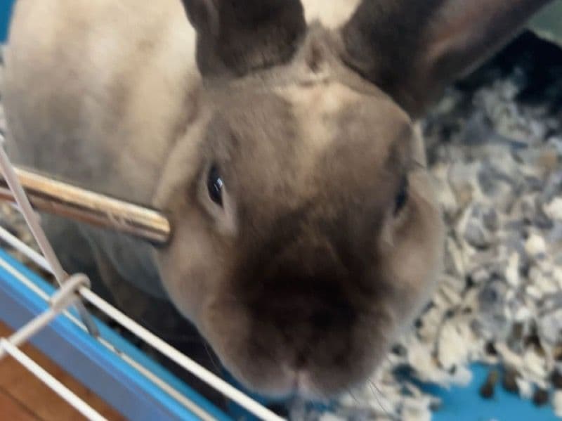 Mini Rex 5 years 10 months old male named Rango for sale in DuPage County, Illinois | Petmeetly