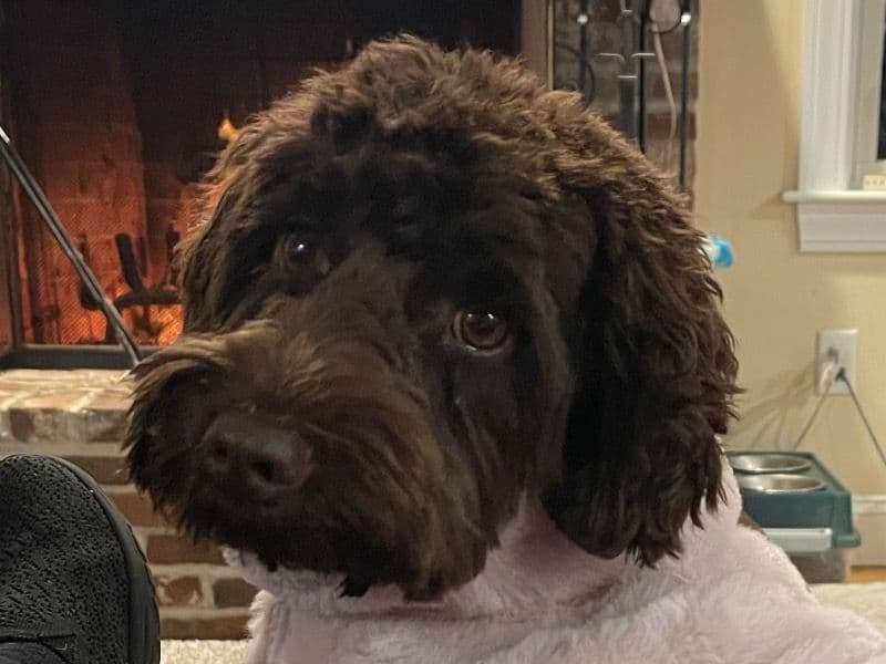 Daisy primary photo