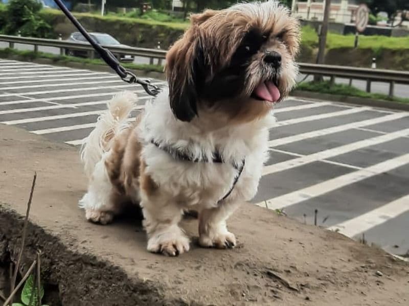 Shih Tzu 4 years 7 months old male medium named Coco for breeding in Pune Division, Maharashtra | Petmeetly