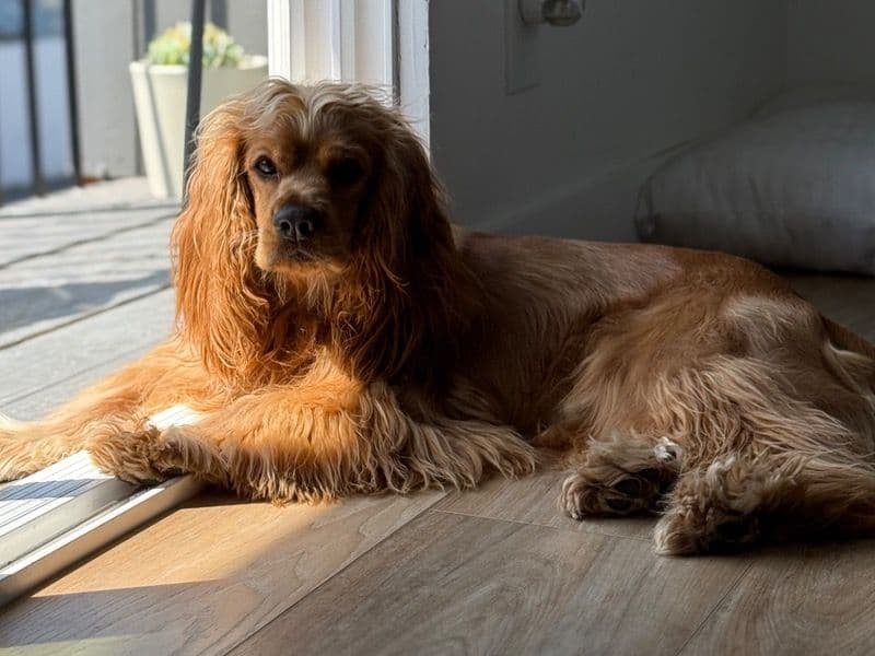 English Cocker Spaniel 1 year 6 months old male medium named Hunter for breeding in Los Angeles County, California | Petmeetly