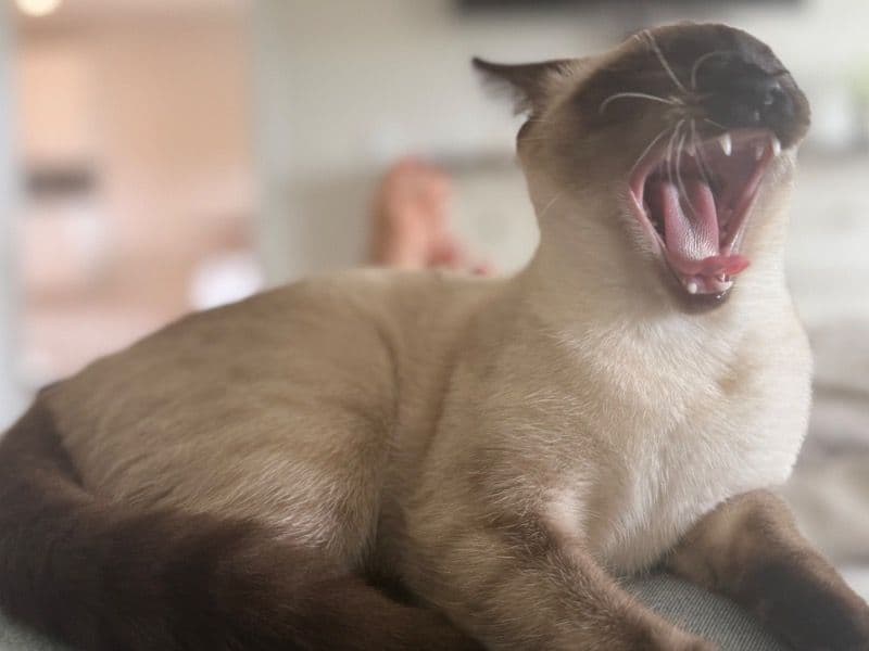 Nala primary photo