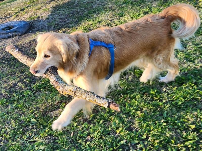 Golden Retriever 4 years 2 months old female large named Gwinni for breeding in Sacramento County, California | Petmeetly