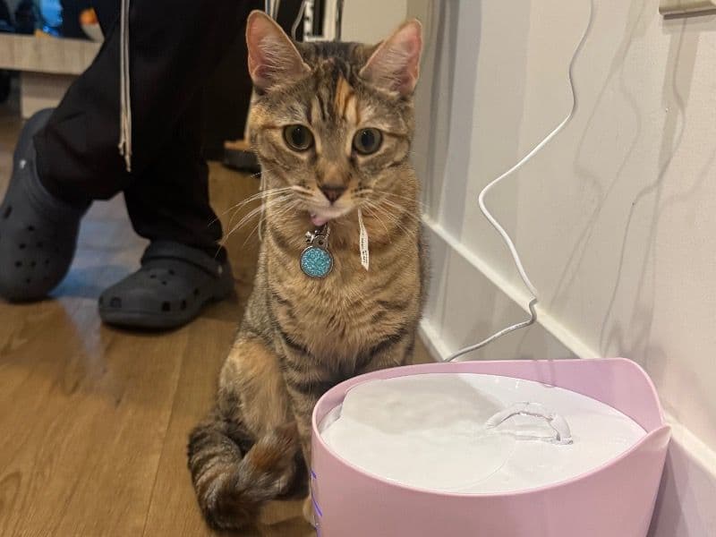 Mitsi - Domestic Shorthair | Petmeetly