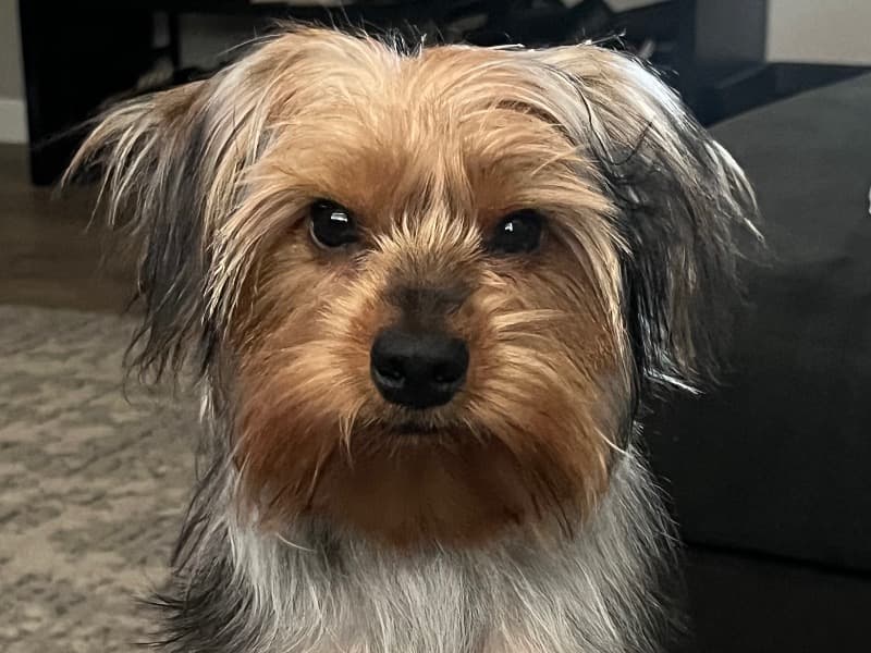 Roo primary photo