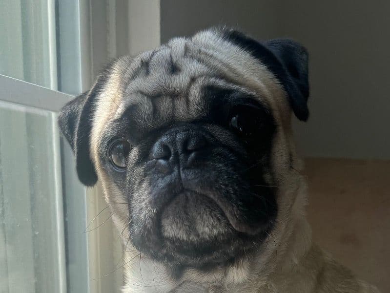 Dyno - Pug | Petmeetly