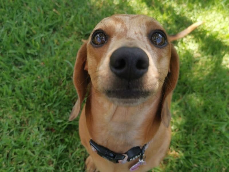 Dachshund 3 years 10 months old female small named Fritzi for breeding in Mildura Rural City, Victoria | Petmeetly