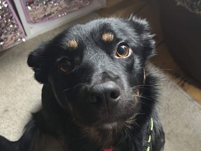 Australian Kelpie 4 years 1 month old female medium named Gem for breeding in Westmorland and Furness, England | Petmeetly