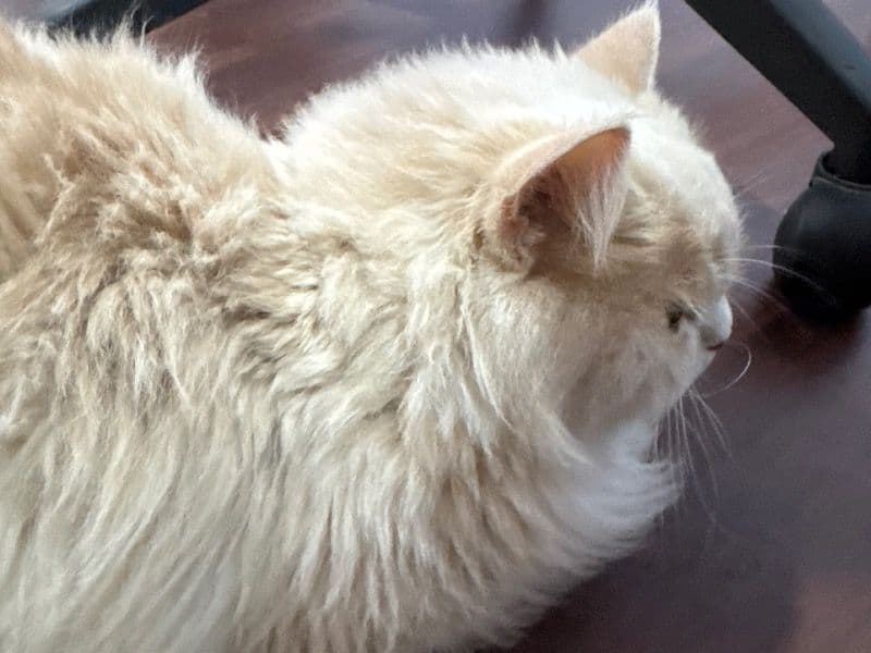 Persian 2 years old female named Rosy for breeding in Madhurawada, Andhra Pradesh | Petmeetly