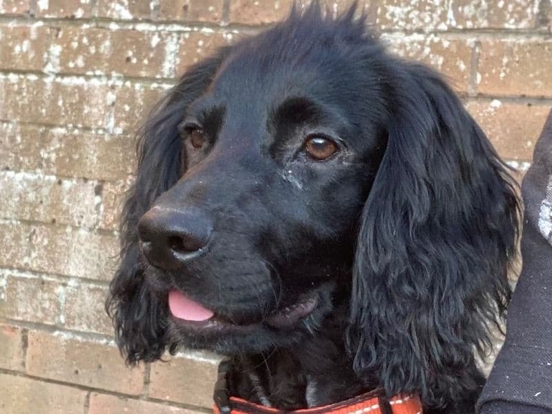Arlo primary photo