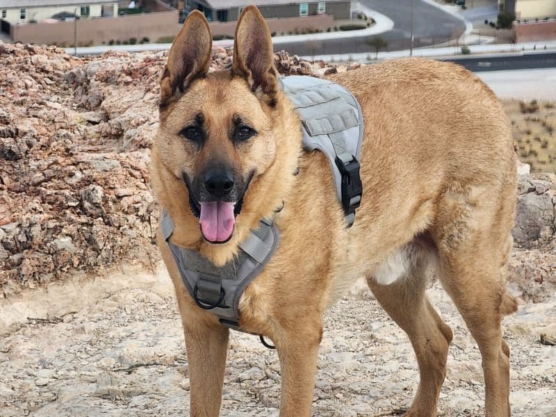 Belgian Malinois 5 years old male medium named Niko for adoption in Clark County, Nevada | Petmeetly