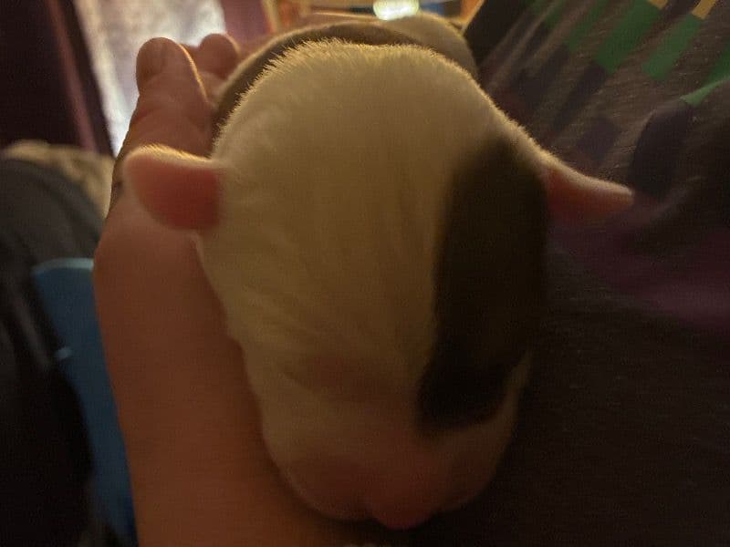 Rednose Pitbull Terrier Less than 1 month old female small named Daisy for adoption in Hopkins County, Kentucky | Petmeetly