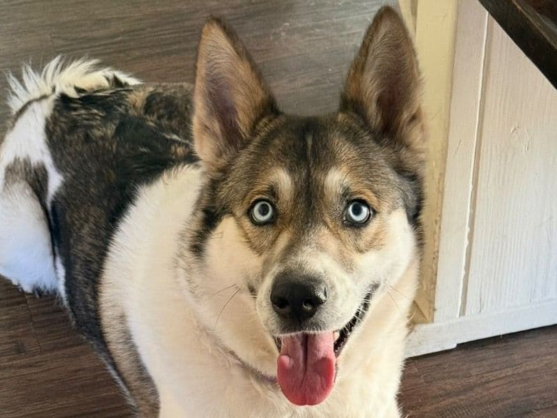Siberian Husky 3 years old female medium named Nala for adoption in Maricopa County, Arizona | Petmeetly
