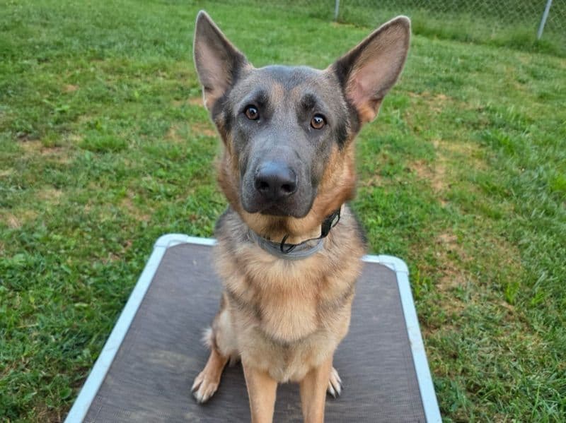 German Shepherd 1 year 10 months old male large named Riley for adoption in Summit County, Ohio | Petmeetly