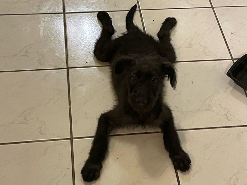 American Bully 4 months old male small named Panther for breeding in San Bernardino County, California | Petmeetly