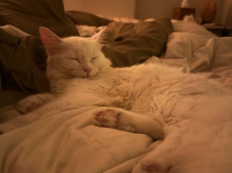 Turkish Angora 1 year 1 month old female named Lychee for breeding in Orange County, California | Petmeetly