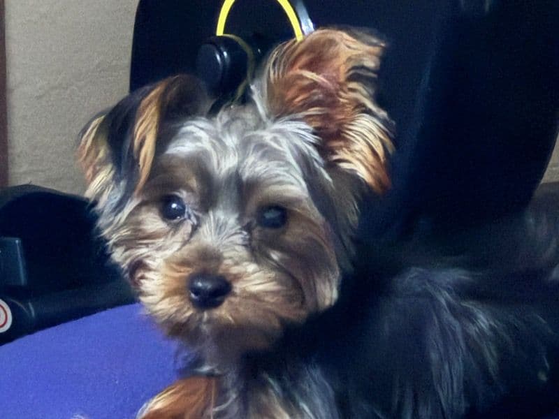 Teacup Yorkshire Terrier 1 year 6 months old male small named Chop Chop for breeding in King County, Washington | Petmeetly