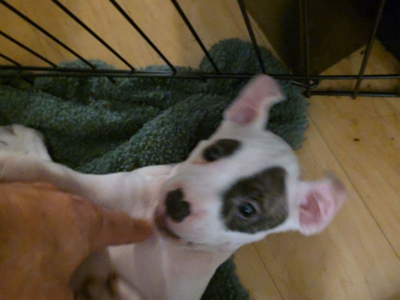 American PitBull Terrier 2 months old female small named Kyla for sale in Palm Beach County, Florida | Petmeetly