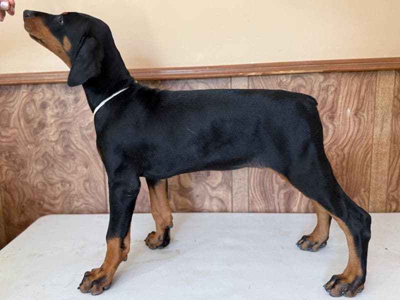 Doberman 5 months old female small named Channel for sale in Regional Municipality of Peel, Ontario | Petmeetly