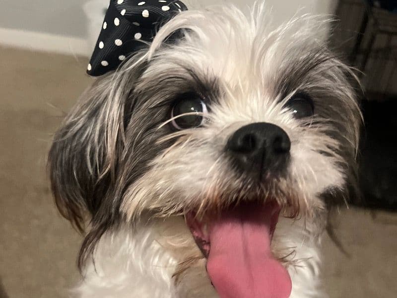 Shih Tzu 3 years old female medium named Cupcake for sale in Lee County, Alabama | Petmeetly