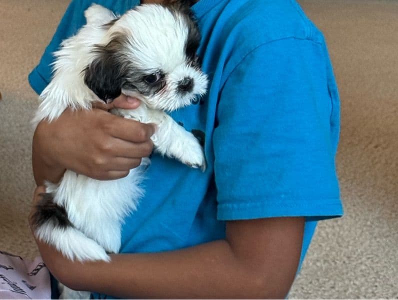Shih Tzu 2 months old female small named Minnie for adoption in Prince William County, Virginia | Petmeetly
