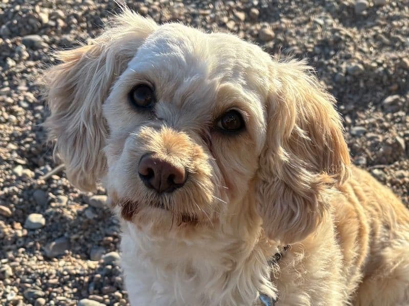 Cockapoo 6 years old female small named Molly for breeding in West Sussex, England | Petmeetly