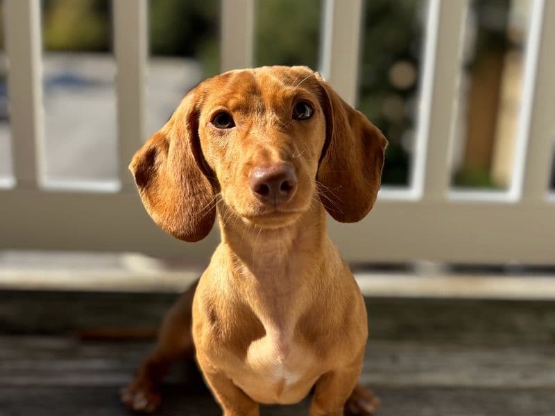 Miniature Dachshund 2 years old male small named Jasper for breeding in Jeff Davis County, Georgia | Petmeetly