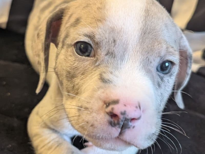American Bully 2 months old male large named Maverick for sale in Columbia County, Georgia | Petmeetly