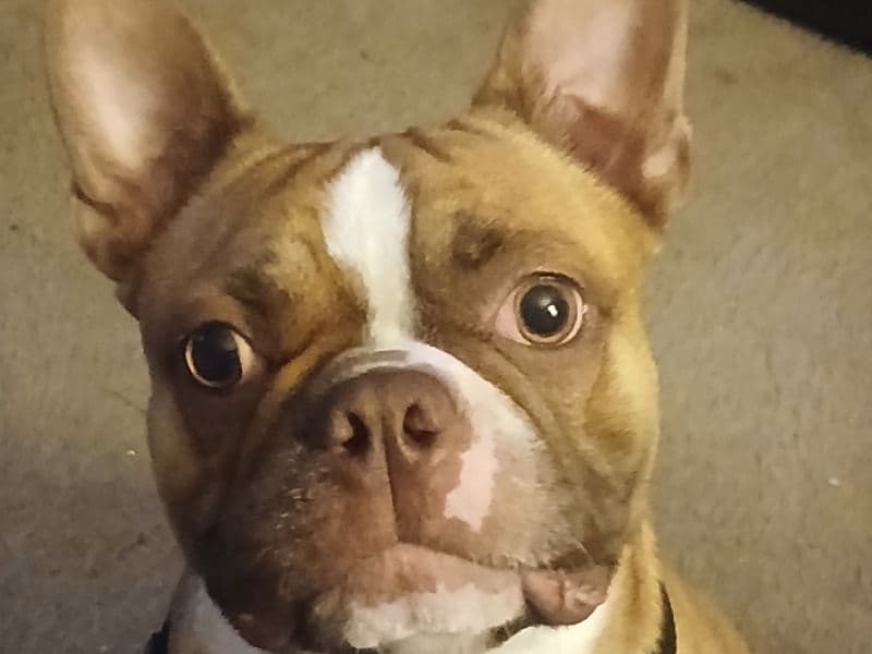 Boston Boxer 2 years 1 month old male medium named Dozer for breeding in Oxford County, Maine | Petmeetly