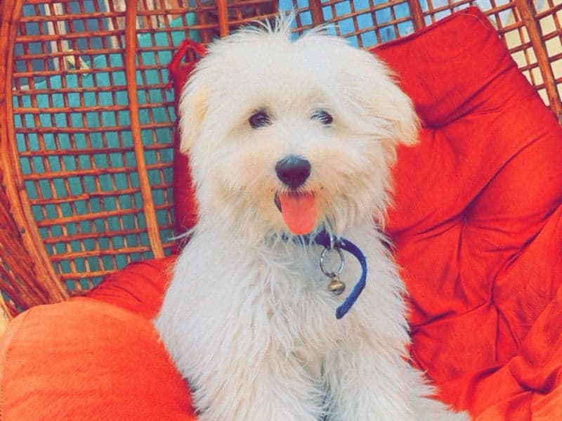 Lhasa Apso 2 years 11 months old male medium named Hash for breeding | Petmeetly