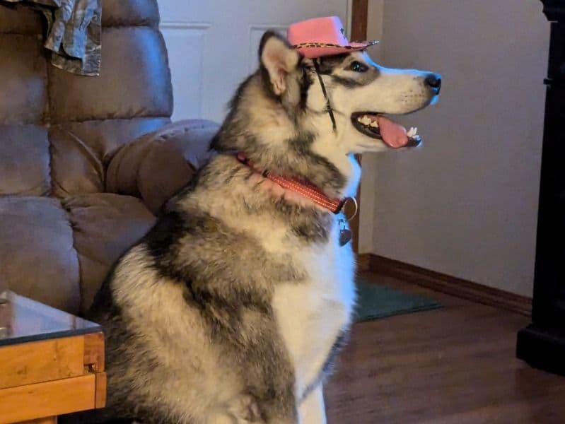 Alaskan Malamute 2 years old female large named Murphy for breeding in Ada County, Idaho | Petmeetly