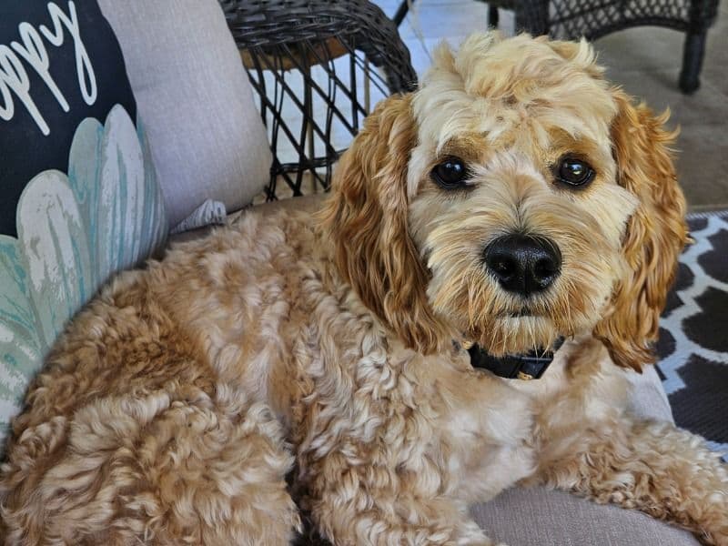 Cockapoo 1 year 4 months old male medium named Marty for breeding in Montgomery County, Texas | Petmeetly