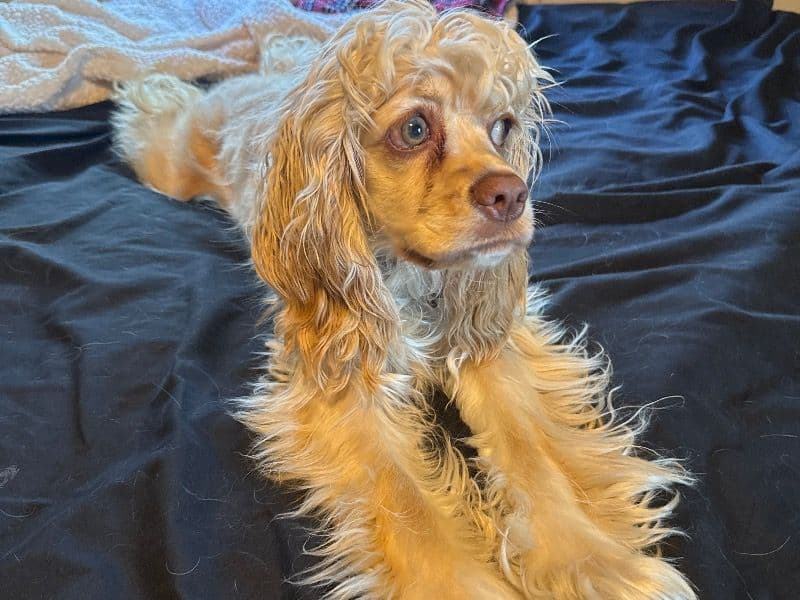 Cocker Spaniel 11 months old female small named Summer for breeding in Scott County, Minnesota | Petmeetly