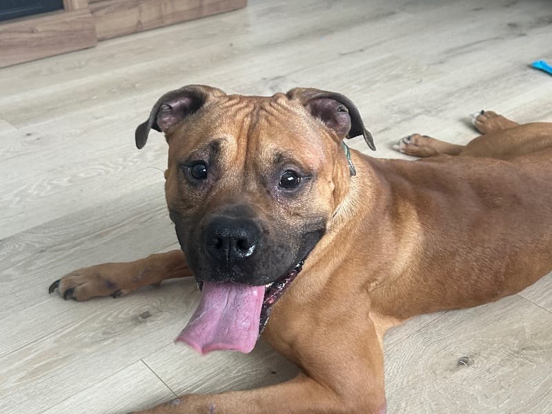 Boxer 2 years 3 months old male medium named Uzi for adoption in Otsego County, Michigan | Petmeetly
